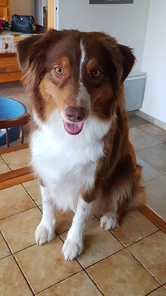 Mady participe au concours pour gagner de l'argent avec cette photo : australian_collie, australian_shepherd, canidae, carnivore, chair, companion_dog, dog, dog_breed, door, floor, flooring, fur, hardwood, herding_dog, liver, snout, sporting_group, whiskers, wood, working_animal