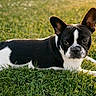 dog, french_bulldog, pet, animal, black_and_white, lying_down, grass, lawn, outdoor, portrait, closeup, ears, muzzle, white_markings, short_coat, canine, sunlight, bokeh, nature, relaxed