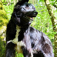 Uppy participe au concours pour gagner de l'argent avec cette photo : adventure, animal, black_and_white, canine, daylight, dog, ears, forest, fur, greenery, happy, moss, mouth, muzzle, nature, outdoor, standing, sunlight, tongue, tree