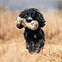 dog, black_dog, toy, field, dry_grass, outdoor, animal, pet, playful, running, ears_flapping, fur, nature, cute, fetch, mammal, grass, animal_portrait, happy, closeup
