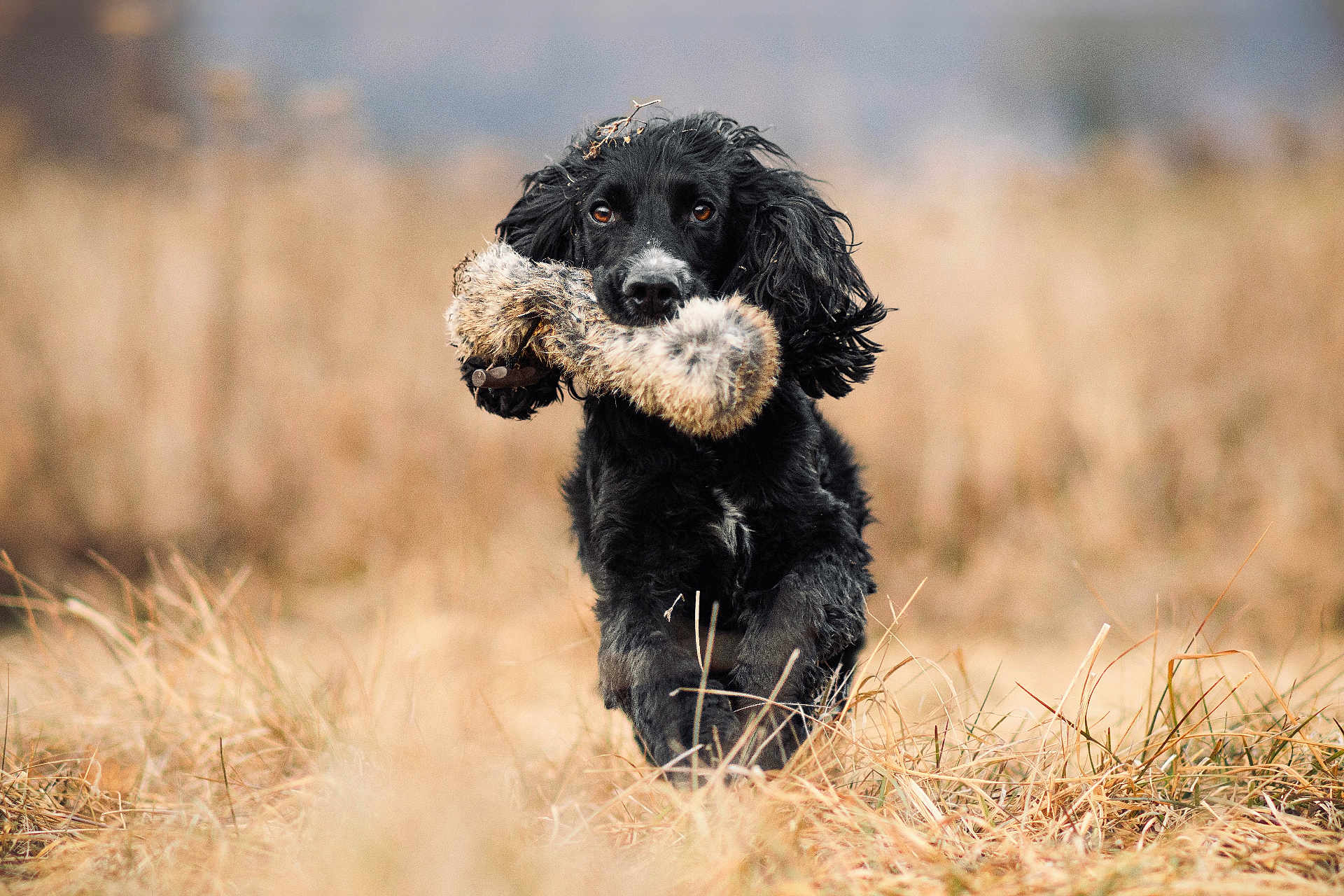 Benji participe au concours pour gagner de l'argent avec cette photo : dog, black_dog, toy, field, dry_grass, outdoor, animal, pet, playful, running, ears_flapping, fur, nature, cute, fetch, mammal, grass, animal_portrait, happy, closeup