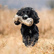 Benji is registered to the contest to win money with this photo: animal, animal_portrait, black_dog, closeup, cute, dog, dry_grass, ears_flapping, fetch, field, fur, grass, happy, mammal, nature, outdoor, pet, playful, running, toy