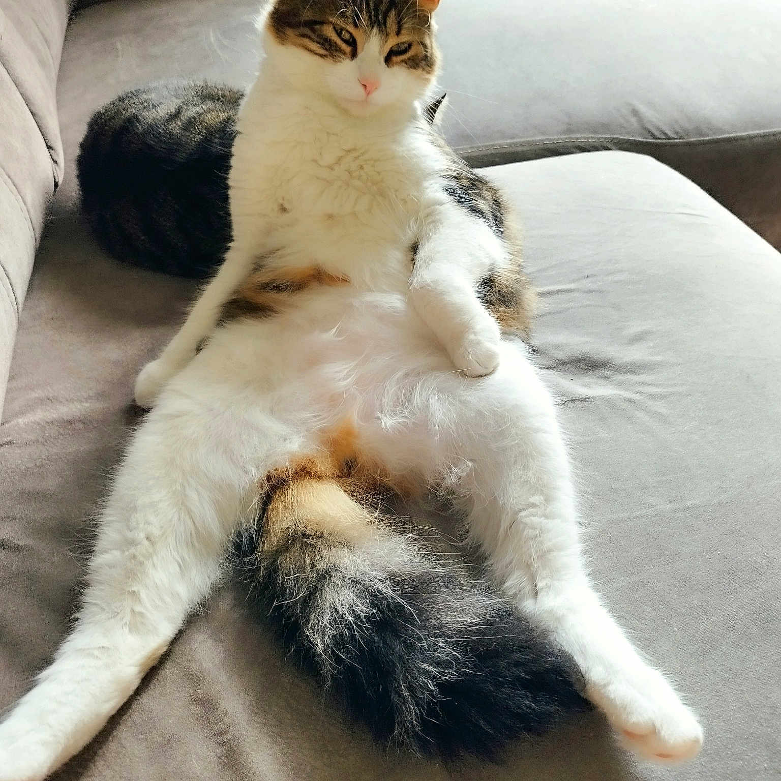 Zazu