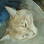 Mango is registered to the contest to win money with this photo: animal, animal_portrait, cat, close_up, cone_collar, domestic_cat, ears, eye, face, feline, fur, head, indoor, light_brown, nose, pet, protective_collar, resting, sleepy, whiskers