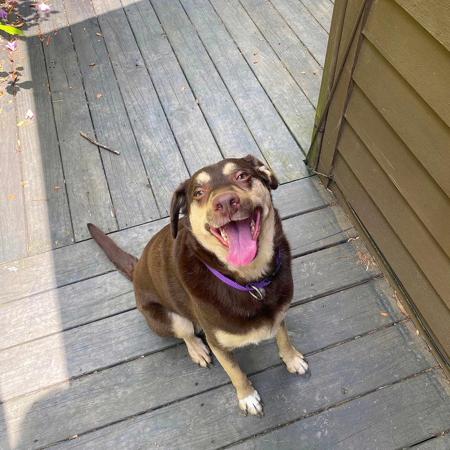 Coco is registered to the contest to win money with this photo: accessories, animal, architecture, boardwalk, bridge, building, canine, deck, dog, hound, house, housing, path, pet, plywood, porch, puppy, strap, walkway, wood