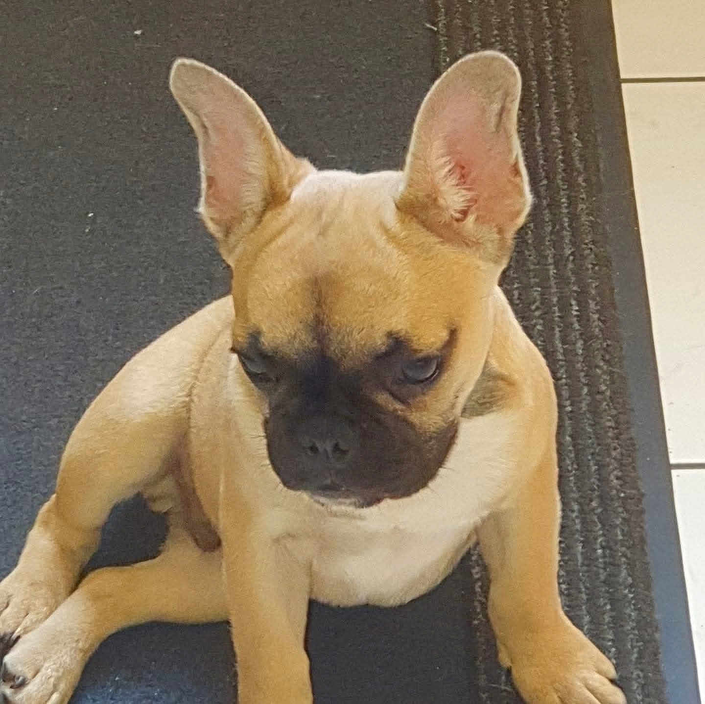 Marley a rejoint le concours — aidez-le/la à gagner de superbes lots ! dog, puppy, french_bulldog, pet, animal, sitting, ears, mat, floor, indoor, cute, canine, young, portrait, fur, looking_down, small_dog, companion, domestic_animal, brown