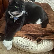 Lucky is registered to the contest to win money with this photo: cat, tuxedo_cat, black_and_white, pet_bed, blanket, indoor, feline, relaxed, stretching, paws, fur, whiskers, green_eyes, cozy, carpet, home, animal, cute, resting, domestic_cat