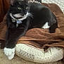 cat, tuxedo_cat, black_and_white, pet_bed, blanket, indoor, feline, relaxed, stretching, paws, fur, whiskers, green_eyes, cozy, carpet, home, animal, cute, resting, domestic_cat