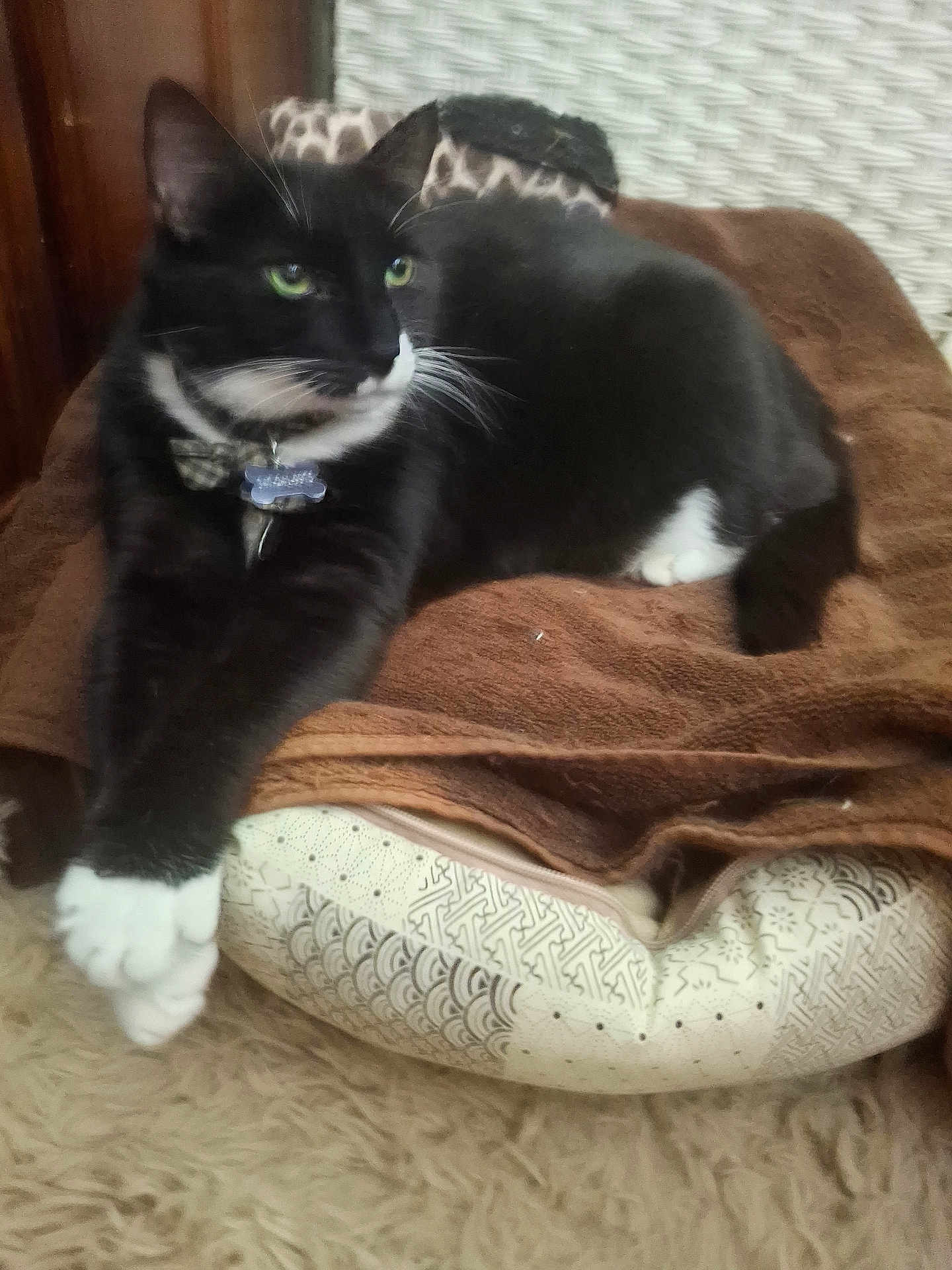 Lucky is registered to the contest to win money with this photo: cat, tuxedo_cat, black_and_white, pet_bed, blanket, indoor, feline, relaxed, stretching, paws, fur, whiskers, green_eyes, cozy, carpet, home, animal, cute, resting, domestic_cat