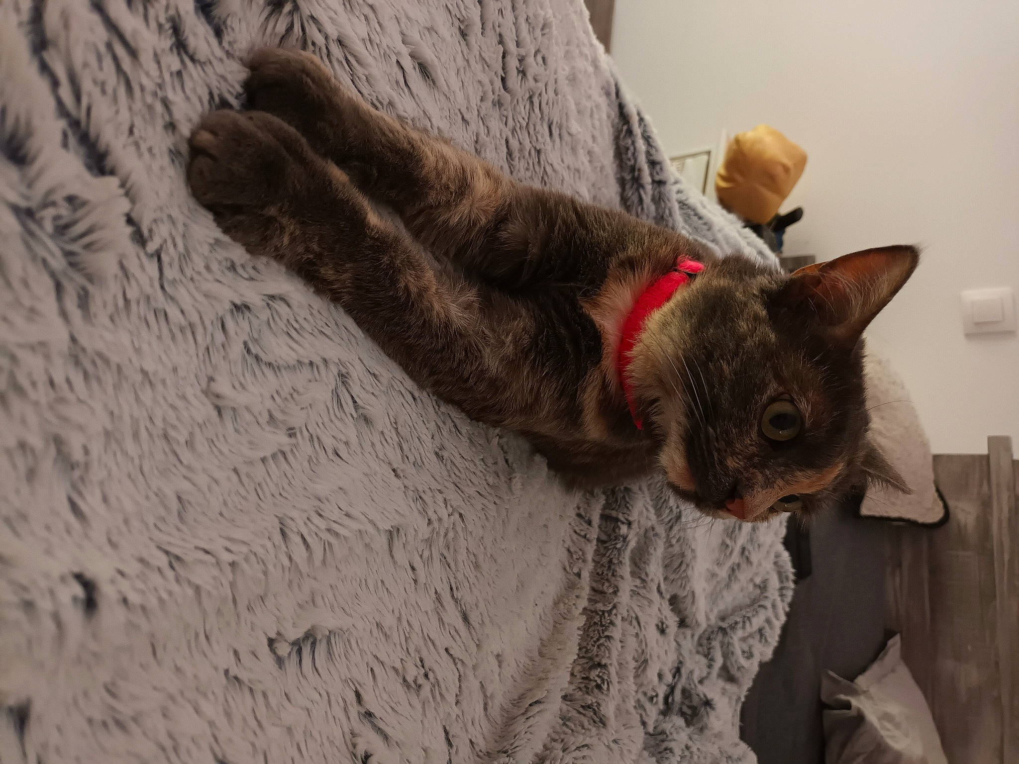 Shoco a rejoint le concours — aidez-le/la à gagner de superbes lots ! canidae, carnivore, cat, claw, collar, domestic_short_haired_cat, felidae, fur, grey, russian_blue, small_to_medium_sized_cats, tail, whiskers, window, wood