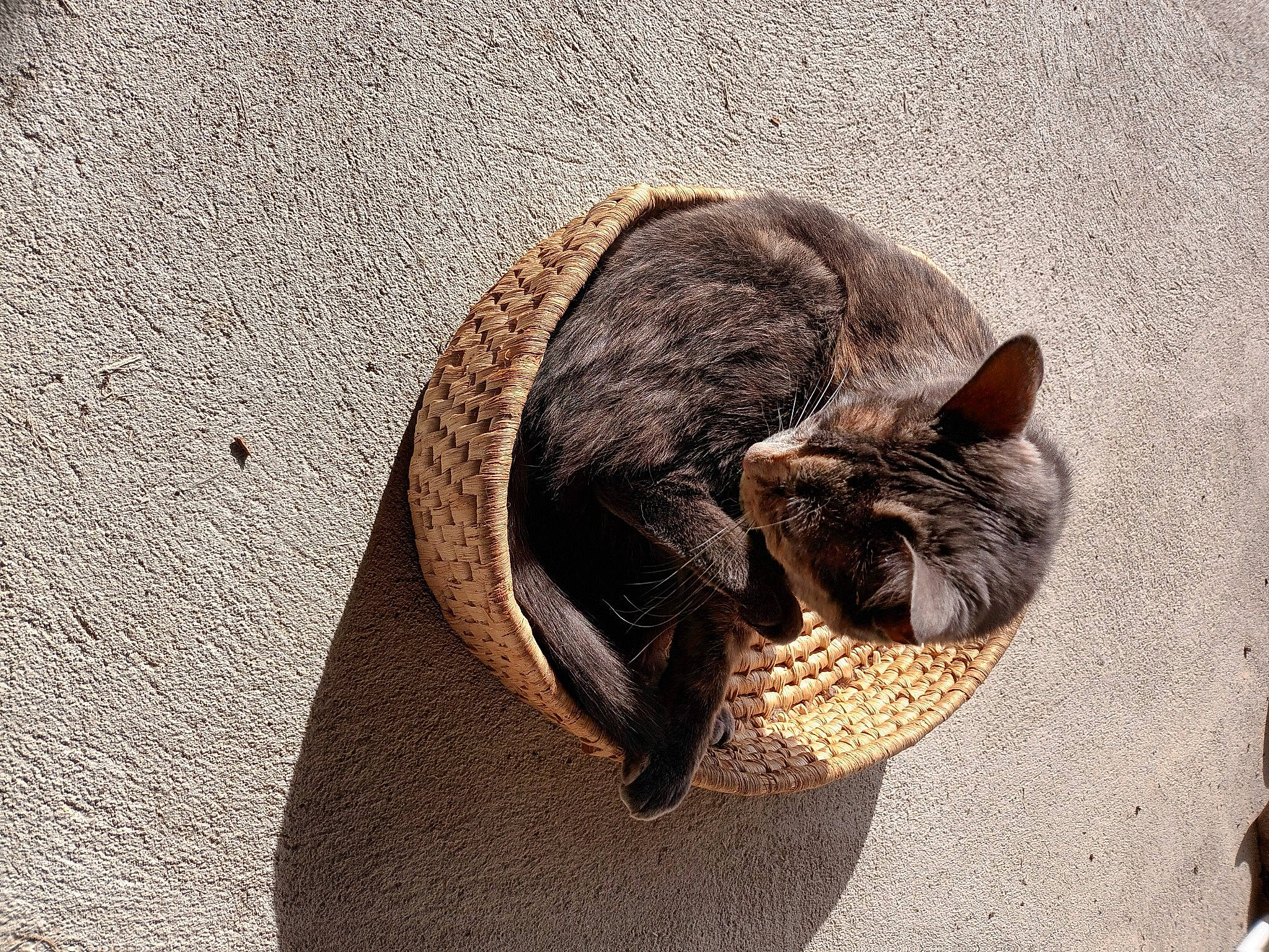 Shoco a rejoint le concours — aidez-le/la à gagner de superbes lots ! carnivore, cat, comfort, domestic_short_haired_cat, eye, fawn, felidae, fur, grey, hat, paw, road_surface, shadow, small_to_medium_sized_cats, snout, tail, terrestrial_animal, whiskers, wildlife, wood