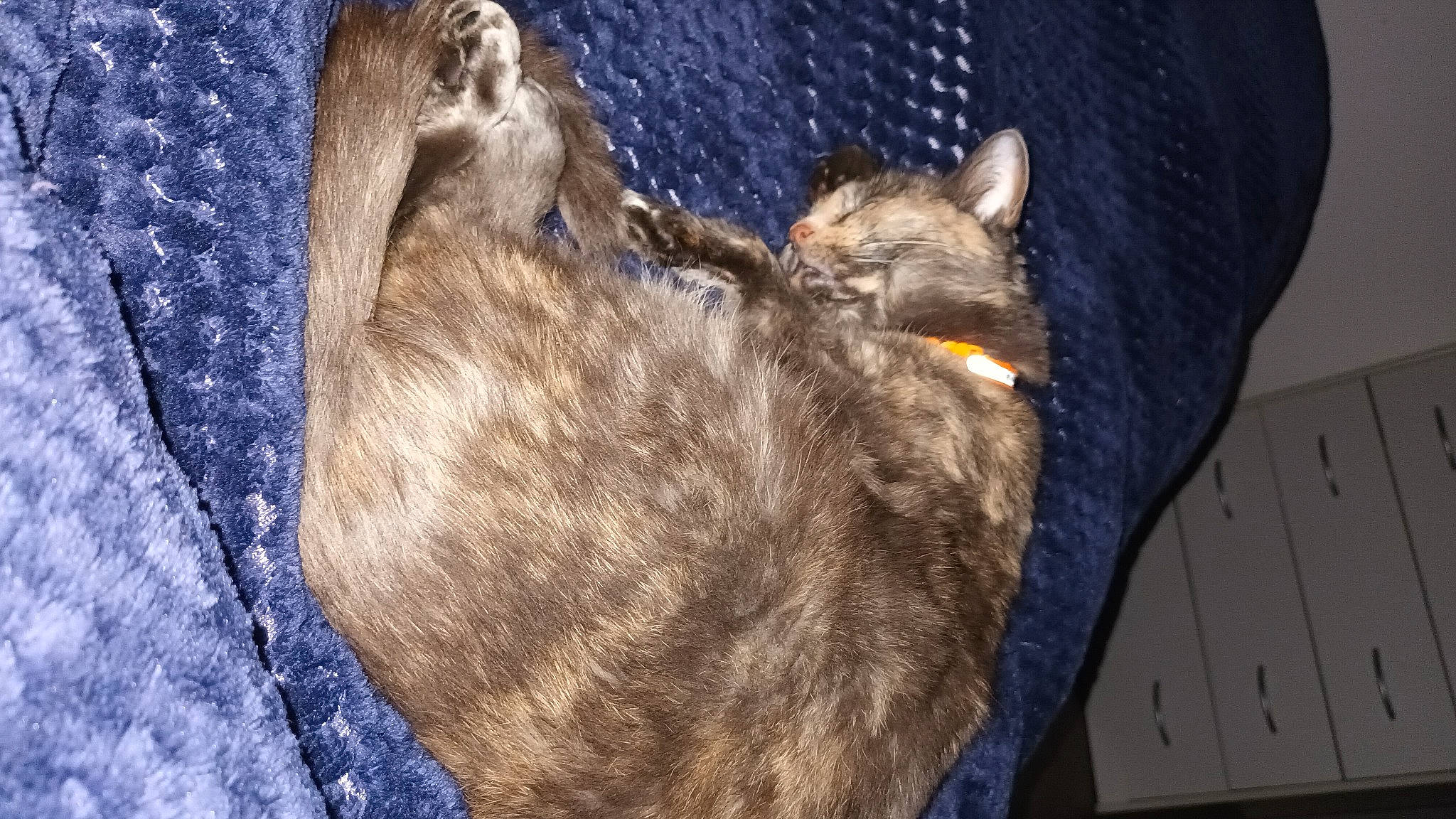 Shoco participe au concours pour gagner de l'argent avec cette photo : canidae, carnivore, cat, claw, denim, dog_breed, domestic_short_haired_cat, electric_blue, fawn, felidae, fur, fur_clothing, liver, small_to_medium_sized_cats, snout, sporting_group, tail, terrestrial_animal, whiskers, wildlife