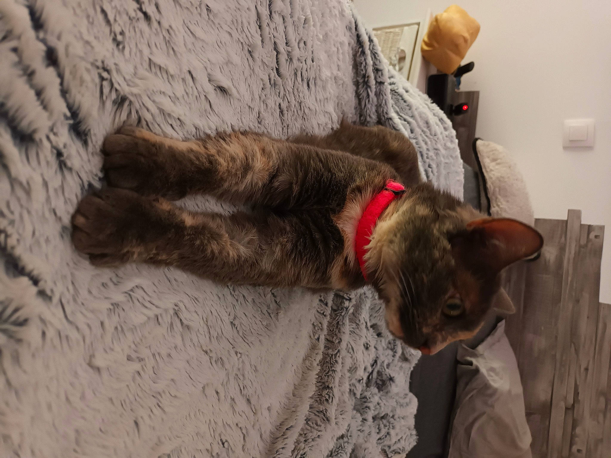 Shoco participe au concours pour gagner de l'argent avec cette photo : carnivore, cat, collar, dog_breed, domestic_short_haired_cat, fawn, felidae, flooring, fur, grey, liver, natural_material, pet_supply, small_to_medium_sized_cats, sporting_group, tail, whiskers, wood, working_animal