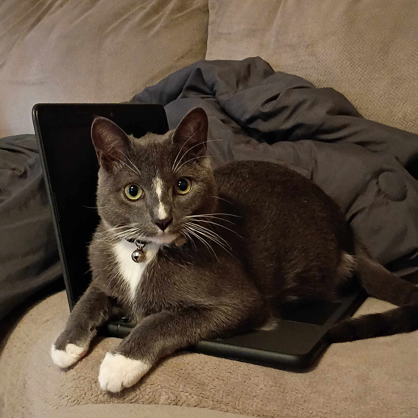 Manny is registered to the contest to win money with this photo: cat, pet, feline, tuxedo_cat, gray_fur, white_paws, white_chest, yellow_eyes, whiskers, collar, bell, sitting, lounging, tablet, electronics, couch, blanket, indoor, portrait, relaxed