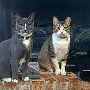 Manny joined the competition — help win amazing prizes! cats, two_cats, felines, pets, animal, gray_cat, tabby_cat, white_chest, sitting, indoors, fireplace, brick, home, collars, bells, green_eyes, whiskers, pointed_ears, remote_control, portrait
