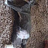 Manny is registered to the contest to win money with this photo: cat, tuxedo_cat, black_and_white, pet, feline, lying_down, stretching, carpet, shaggy_carpet, indoor, home, relaxed, playful, paws, whiskers, tail, green_eyes, fur, animal, portrait