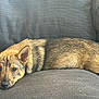 Olga a rejoint le concours — aidez-le/la à gagner de superbes lots ! dog, puppy, couch, gray, fur, ears, relaxed, lying_down, pet, indoor, canine, sleepy, closeup, brown, black, texture, comfort, resting, animal, domestic