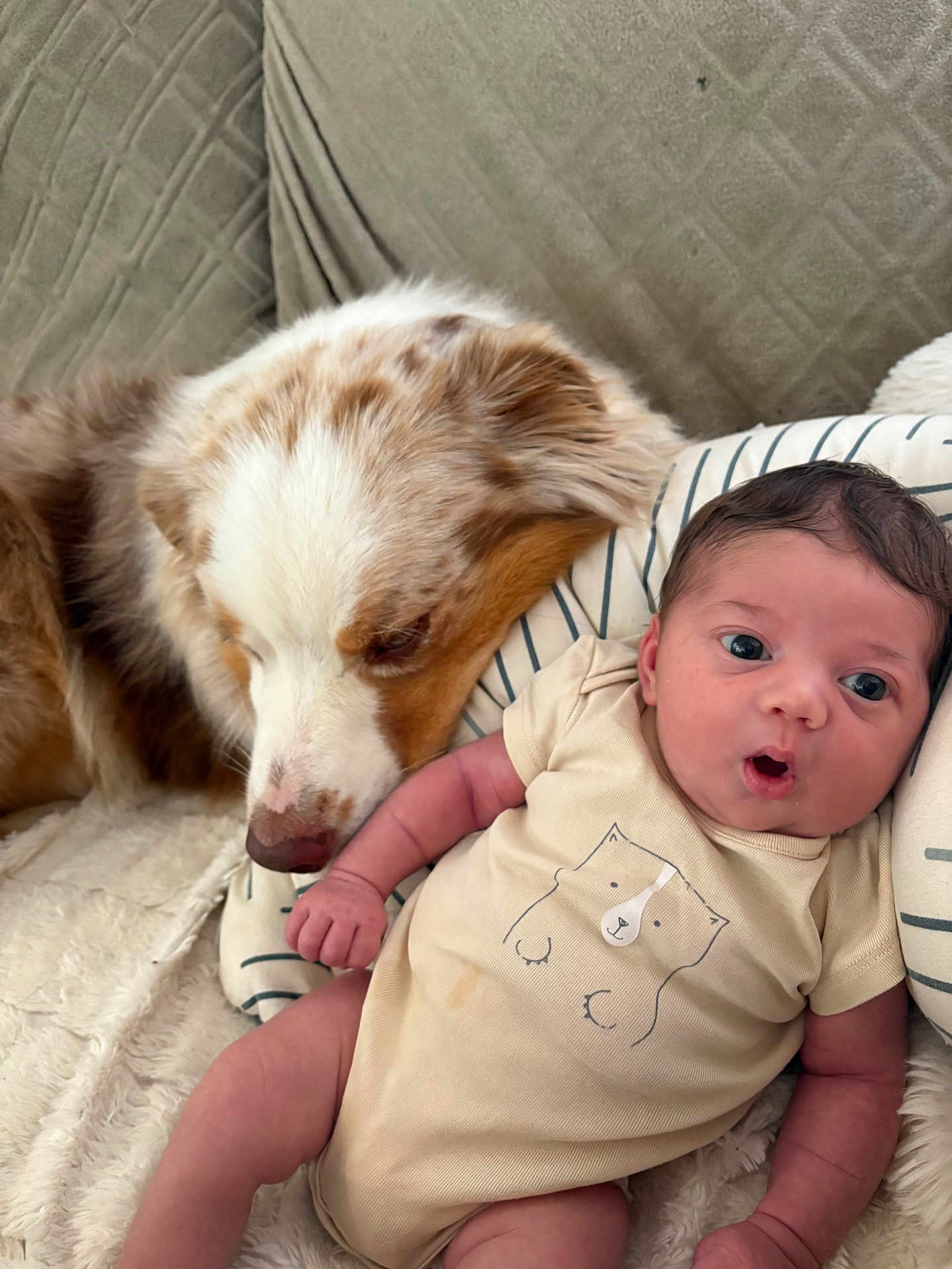 Elio a rejoint le concours — aidez-le/la à gagner de superbes lots ! baby, dog, pillow, couch, infant, pet, animal, resting, cute, expression, fur, clothing, striped_pillow, relaxing, indoor, closeup, comfort, friendship, sleeping_dog, human