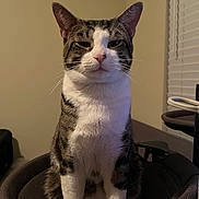 Kitty is registered to the contest to win money with this photo: cat, tabby, white_markings, sitting, chair, indoor, pet, animal, feline, window, blinds, fur, whiskers, ears, face, expression, looking_at_camera, texture, home, domestic