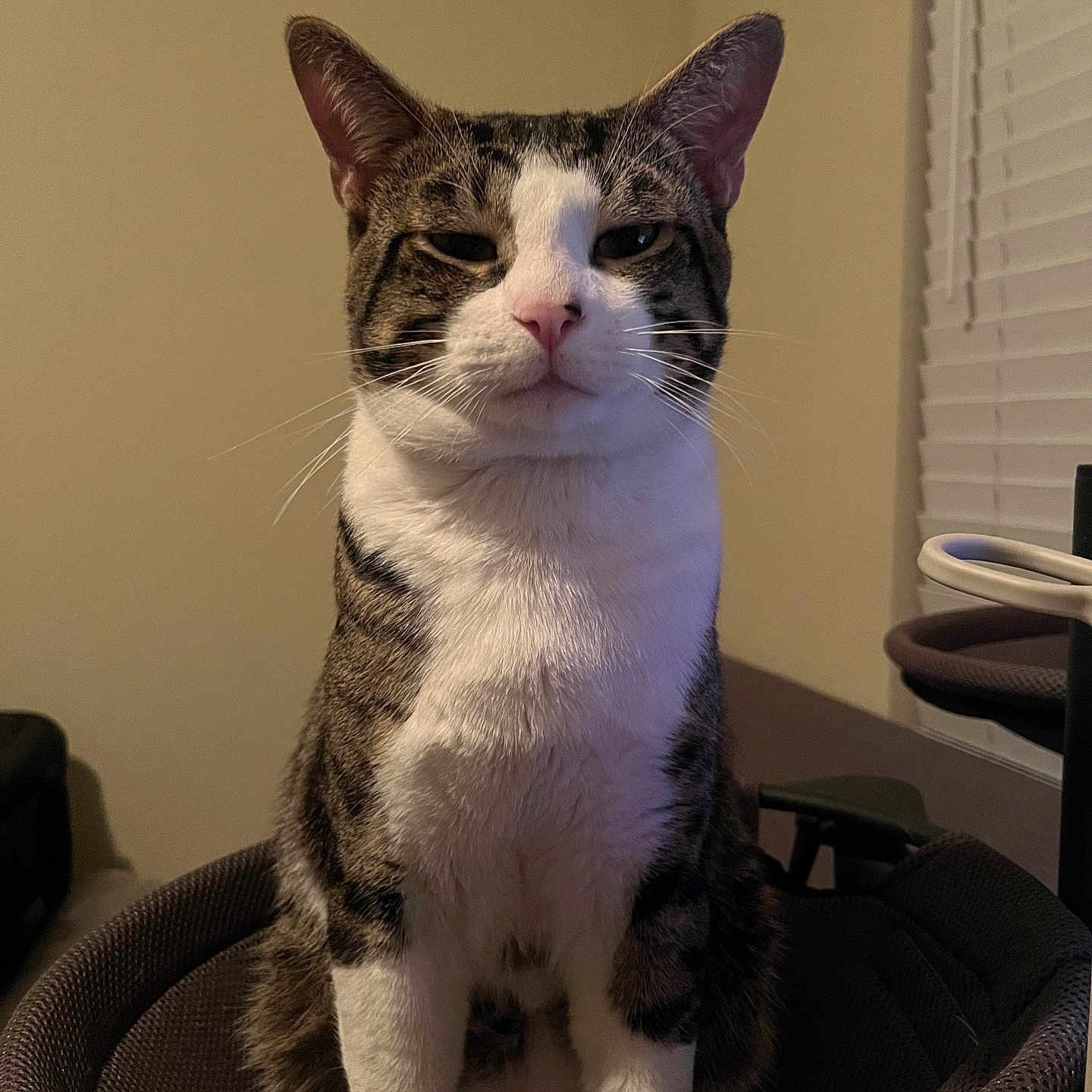 Kitty is registered to the contest to win money with this photo: animal, blinds, cat, chair, domestic, ears, expression, face, feline, fur, home, indoor, looking_at_camera, pet, sitting, tabby, texture, whiskers, white_markings, window