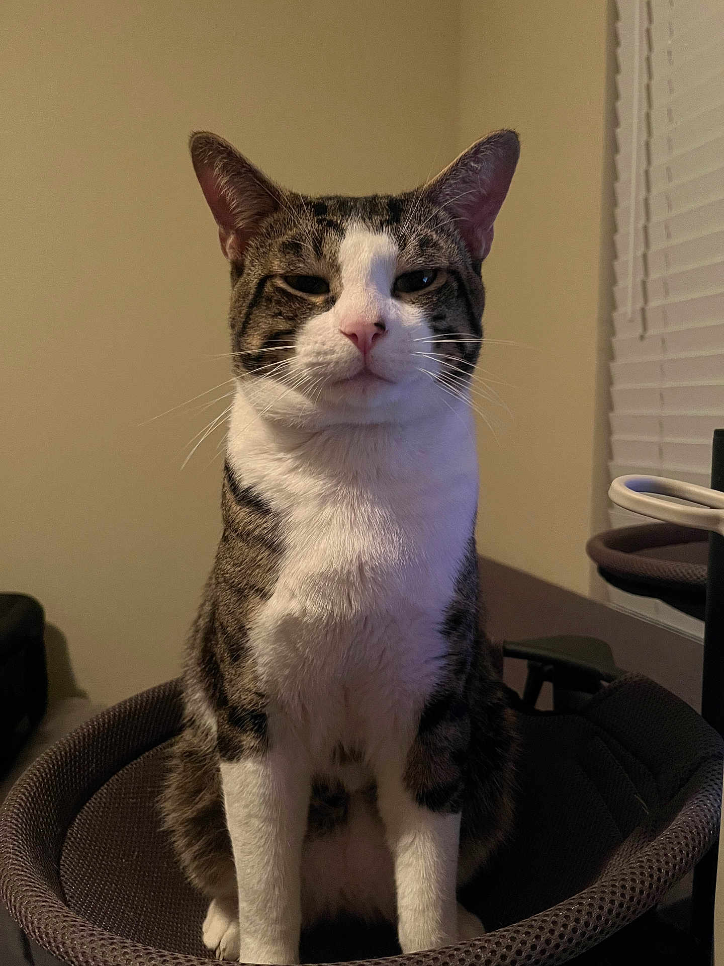 Kitty is registered to the contest to win money with this photo: cat, tabby, white_markings, sitting, chair, indoor, pet, animal, feline, window, blinds, fur, whiskers, ears, face, expression, looking_at_camera, texture, home, domestic