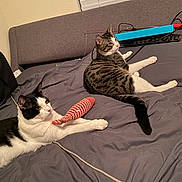 Kitty is registered to the contest to win money with this photo: animal, bed, black_and_white_cat, cat, cats, cute, domestic_animal, feline, fur, gray_bedspread, household, indoor, laying_down, pet, playful, relaxed, resting, tabby_cat, toy, whiskers