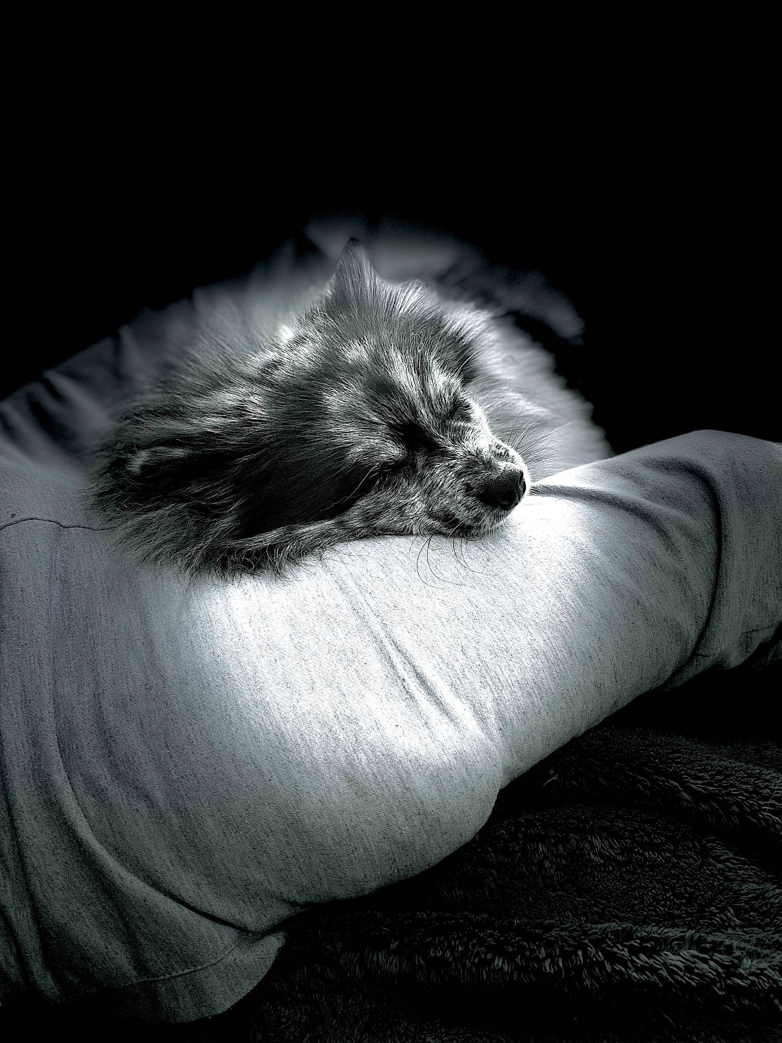 Shelby a rejoint le concours — aidez-le/la à gagner de superbes lots ! carnivore, comfort, companion_dog, darkness, dog_breed, feather, felidae, foot, fur, gesture, grey, human_leg, monochrome, monochrome_photography, small_to_medium_sized_cats, snout, tail, tints_and_shades, toy_dog, whiskers