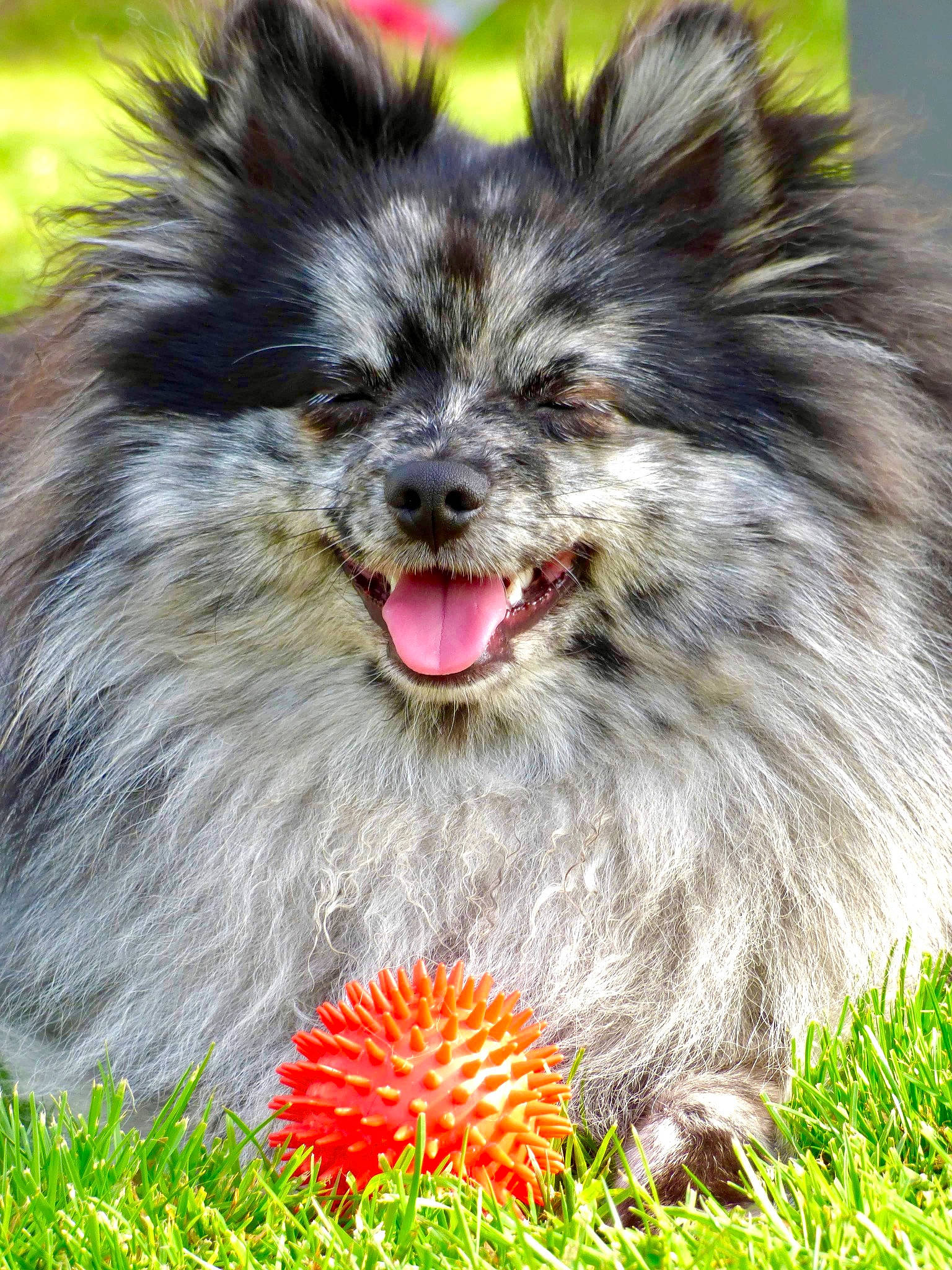 Shelby participe au concours pour gagner de l'argent avec cette photo : ancient_dog_breeds, canidae, carnivore, companion_dog, dog, dog_breed, dog_supply, fur, grass, japanese_cuisine, plant, puppy, snout, sporting_group, terrestrial_animal, toy_dog, whiskers, working_animal, working_dog