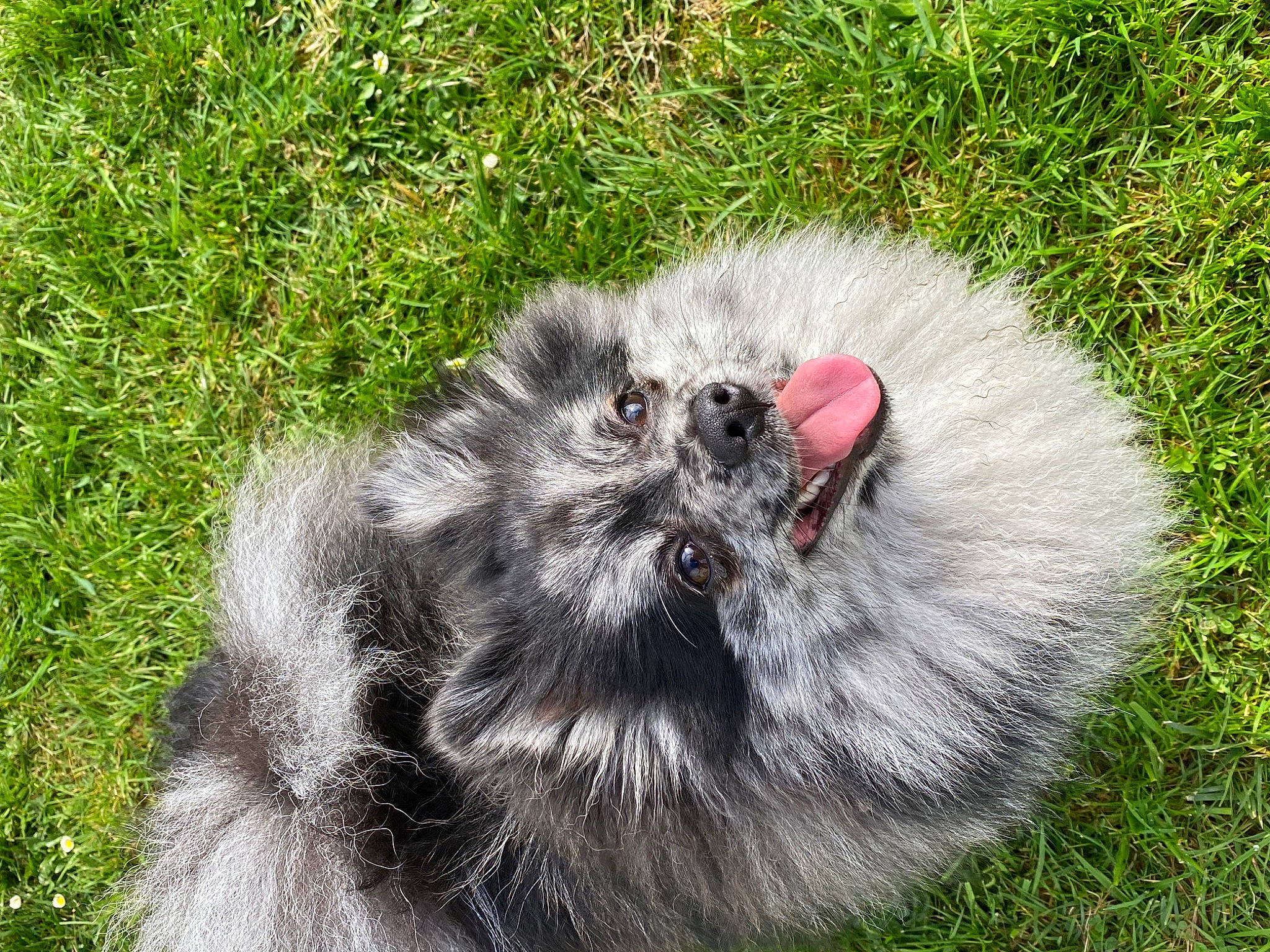 Shelby a rejoint le concours — aidez-le/la à gagner de superbes lots ! beak, bird, bird_of_prey, canidae, carnivore, chicken, companion_dog, dog_breed, falconiformes, feather, flightless_bird, fur, galliformes, grass, ratite, sporting_group, tail, terrestrial_animal, whiskers, working_animal