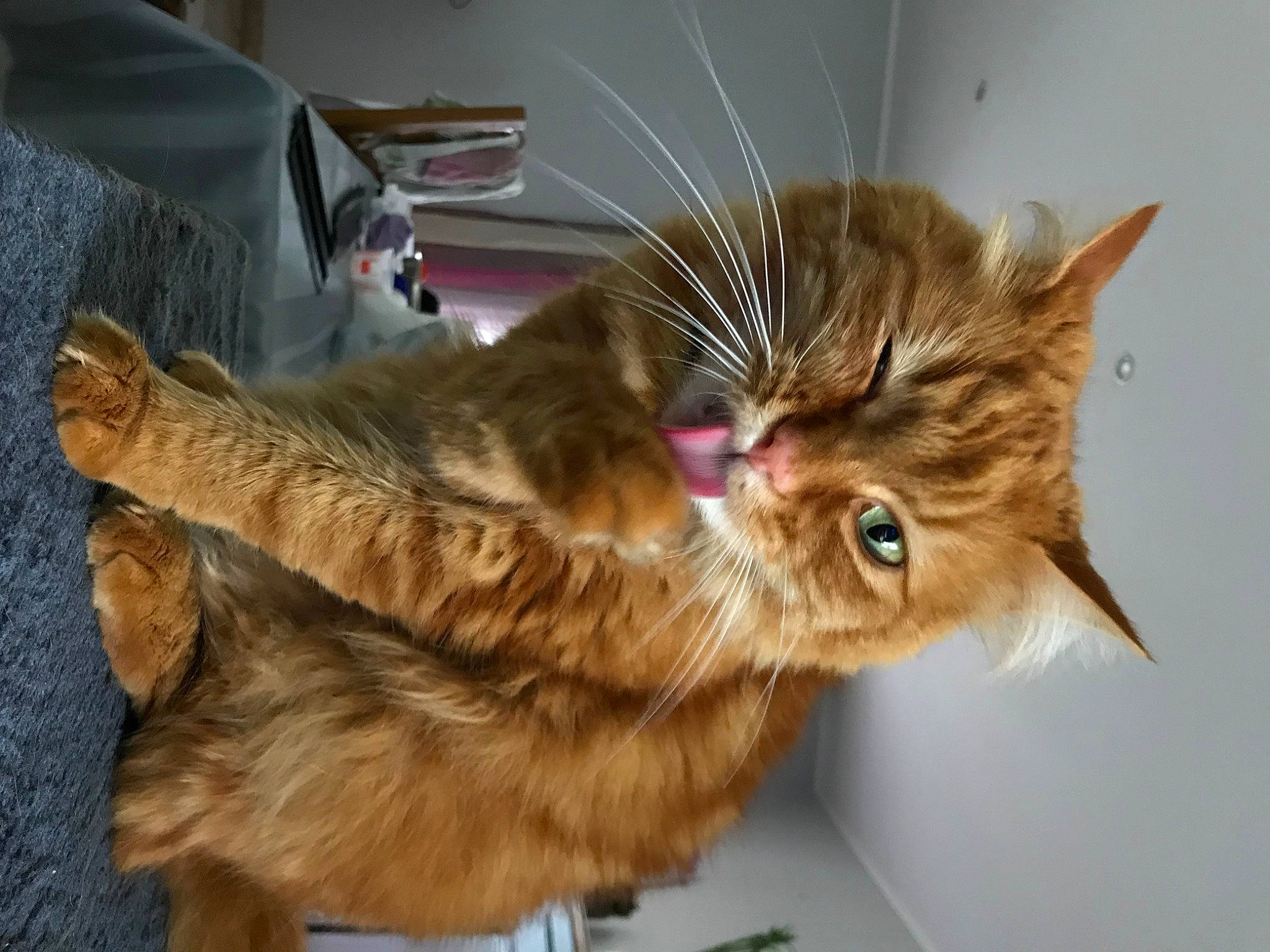 Moumouche participe au concours pour gagner de l'argent avec cette photo : bed, carnivore, cat, claw, comfort, domestic_short_haired_cat, ear, eye, fawn, felidae, fur, paw, plastic_bag, small_to_medium_sized_cats, snout, tail, whiskers