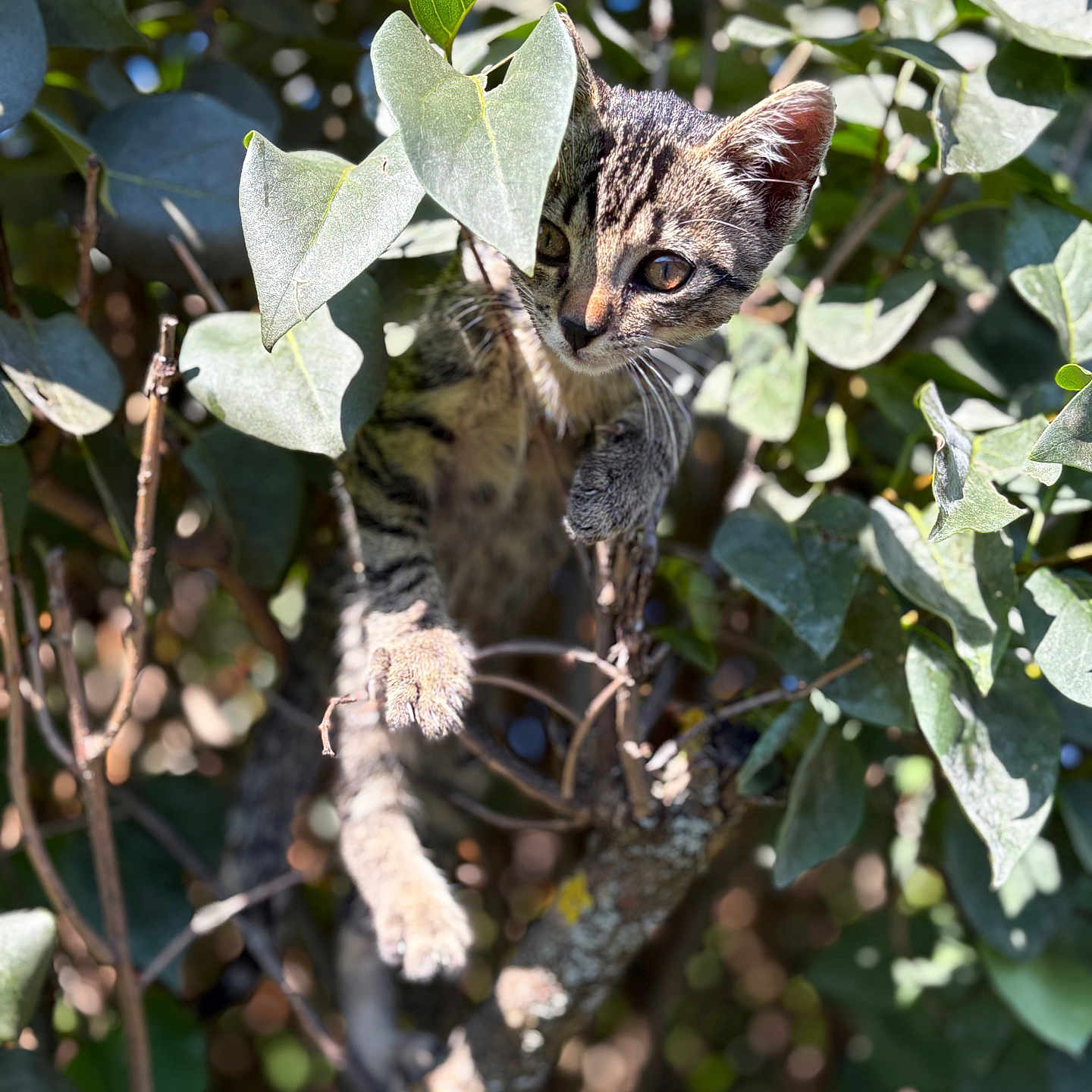 Oreo participe au concours pour gagner de l'argent avec cette photo : animal, branches, cat, climbing, closeup, curious, daylight, exploration, feline, greenery, kitten, leaves, nature, outdoor, pet, playful, sunlight, tree, wildlife, young