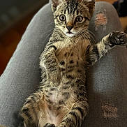 Oreo a rejoint le concours — aidez-le/la à gagner de superbes lots ! kitten, tabby, cat, pet, animal, cute, feline, paws, whiskers, fur, lap, jeans, ripped_jeans, indoor, closeup, young, playful, domestic_cat, looking, relaxed