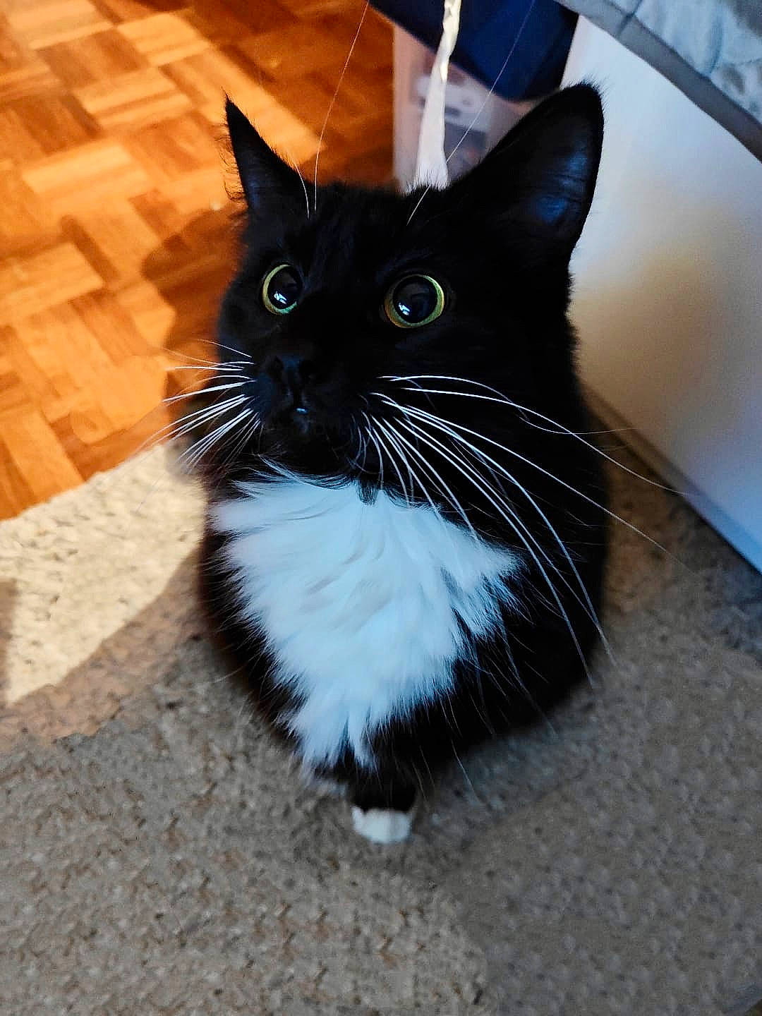 Bonnie participe au concours pour gagner de l'argent avec cette photo : black_cat, carnivore, cat, claw, domestic_short_haired_cat, electric_blue, felidae, flooring, foot, fur, hardwood, paw, road_surface, small_to_medium_sized_cats, snout, tail, terrestrial_animal, whiskers, window