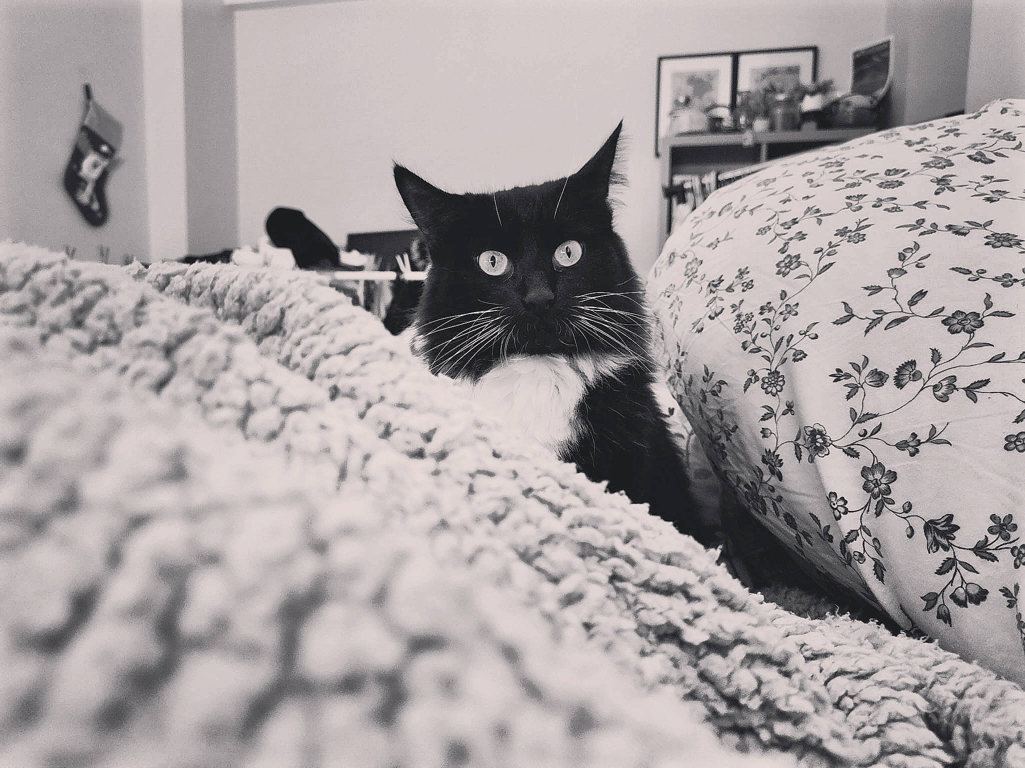 Bonnie participe au concours pour gagner de l'argent avec cette photo : bedding, black, black_and_white, carnivore, cat, comfort, domestic_short_haired_cat, felidae, fur, grey, linens, monochrome, monochrome_photography, pattern, room, small_to_medium_sized_cats, snapshot, snout, style, whiskers