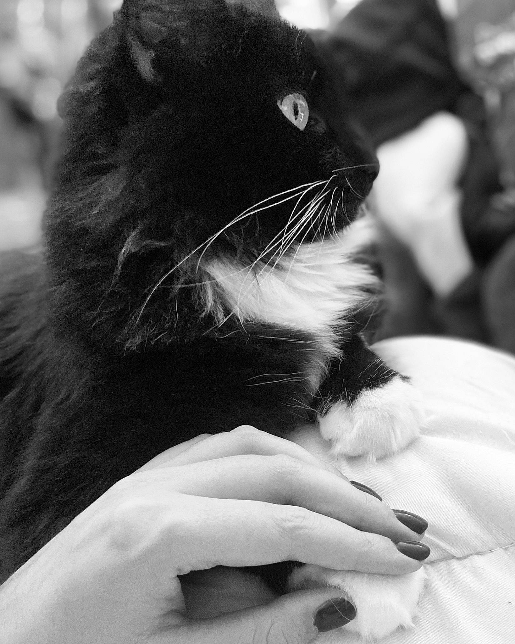 Bonnie participe au concours pour gagner de l'argent avec cette photo : black, black_and_white, carnivore, cat, close_up, ear, eye, eyelash, felidae, fur, gesture, hair, monochrome, monochrome_photography, nail, small_to_medium_sized_cats, snout, style, whiskers, white