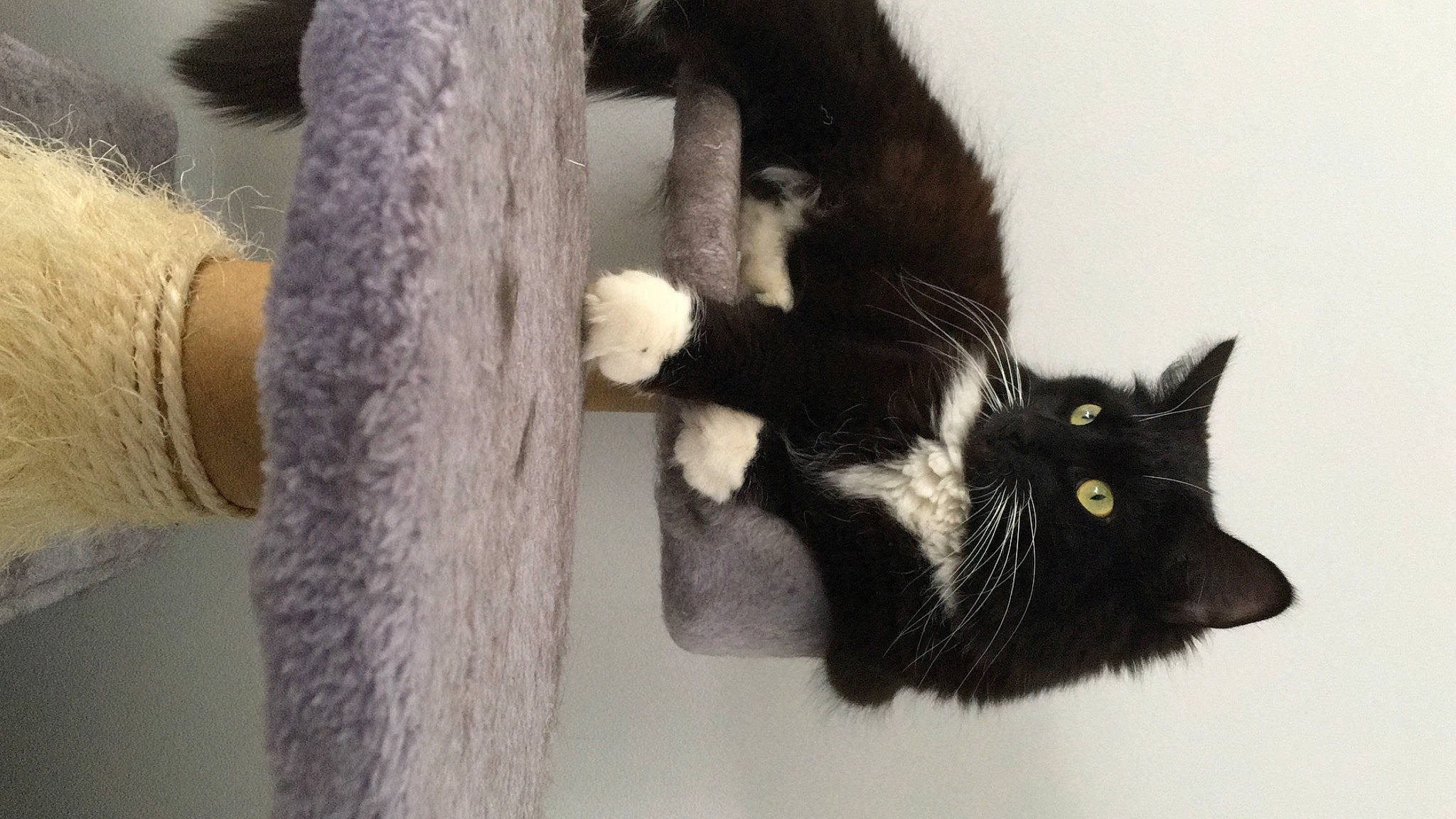 Bonnie participe au concours pour gagner de l'argent avec cette photo : black_cat, bombay, carnivore, cat, claw, comfort, domestic_short_haired_cat, felidae, fur, gesture, glove, paw, plant, small_to_medium_sized_cats, snout, stuffed_toy, tail, tree, whiskers, wool