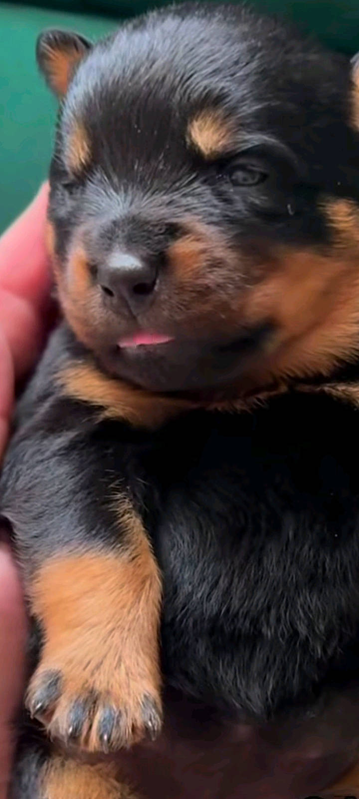 Ouragan a rejoint le concours — aidez-le/la à gagner de superbes lots ! animal, beagle, bulldog, canine, chihuahua, cockerspaniel, dog, germanshepherd, hound, husky, labradorretriever, person, pet, puppy, sleeping, snout, terrier