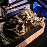 Crevette a rejoint le concours — aidez-le/la à gagner de superbes lots ! cat, tabby_cat, sleeping, basket, blanket, desk, monitor, microphone_arm, speaker, indoor, pet, feline, cozy, resting, black_surface, wooden_basket, electronics, computer, workspace, cute