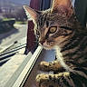 Crevette participe au concours pour gagner de l'argent avec cette photo : cat, kitten, tabby, window, sunlight, paws, indoor, animal, pet, looking_out, nature, mountain, road, daylight, closeup, curious, feline, fur, whiskers, text_overlay