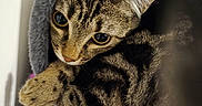 Crevette participe au concours pour gagner de l'argent avec cette photo : cat, tabby, pet, animal, feline, cute, indoor, cozy, fur, ears, whiskers, eyes, cat_tree, tunnel, playful, resting, closeup, soft, domestic, curious