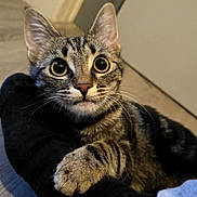 Crevette a rejoint le concours — aidez-le/la à gagner de superbes lots ! cat, kitten, tabby, indoor, sock, paw, curious, floor, human_arm, closeup, pet, feline, cute, animal, whiskers, eyes, claw, domestic, playful, home