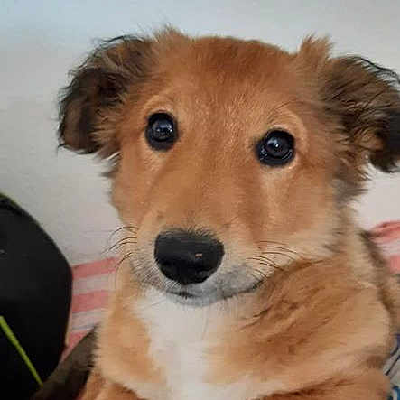 Filou