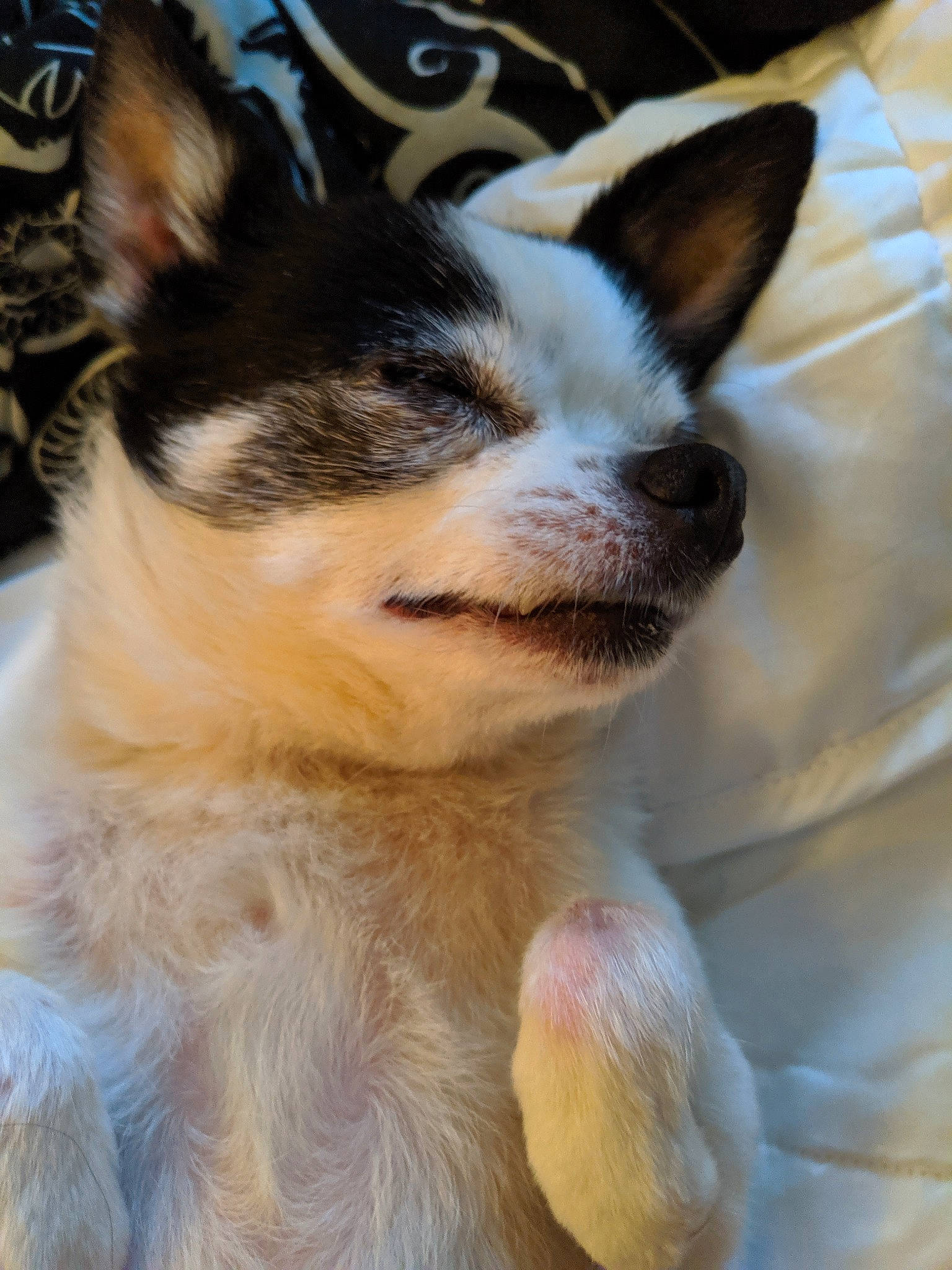 Tristan is registered to the contest to win money with this photo: canidae, carnivore, companion_dog, dog, dog_breed, ear, fawn, mammal, nose, puppy, snout, vertebrate, whiskers