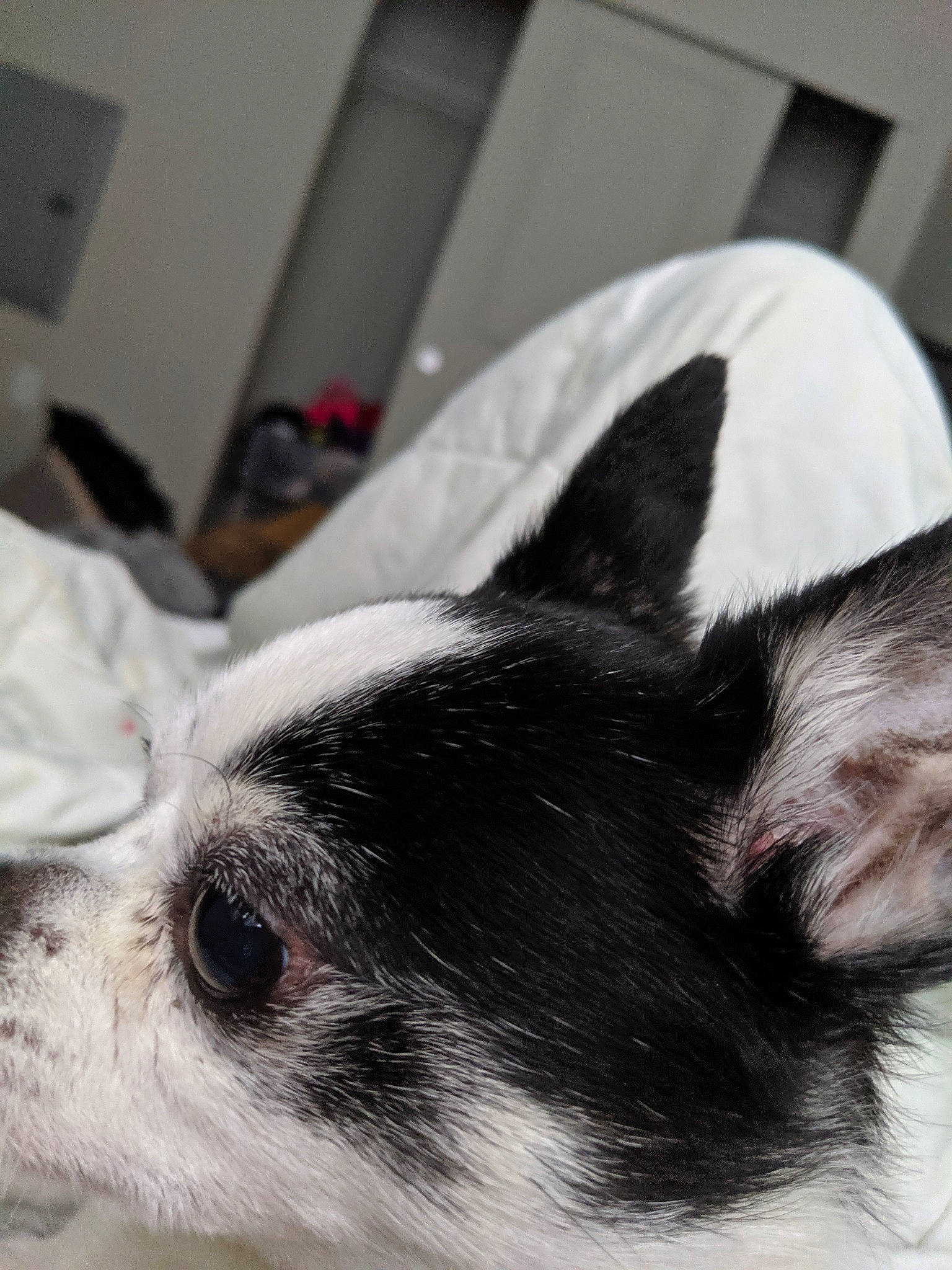 Tristan joined the competition — help win amazing prizes! black_and_white, boston_terrier, canidae, carnivore, chihuahua, companion_dog, dog, dog_breed, ear, mammal, puppy, rat_terrier, snout, sporting_group, toy_dog, toy_fox_terrier, whiskers