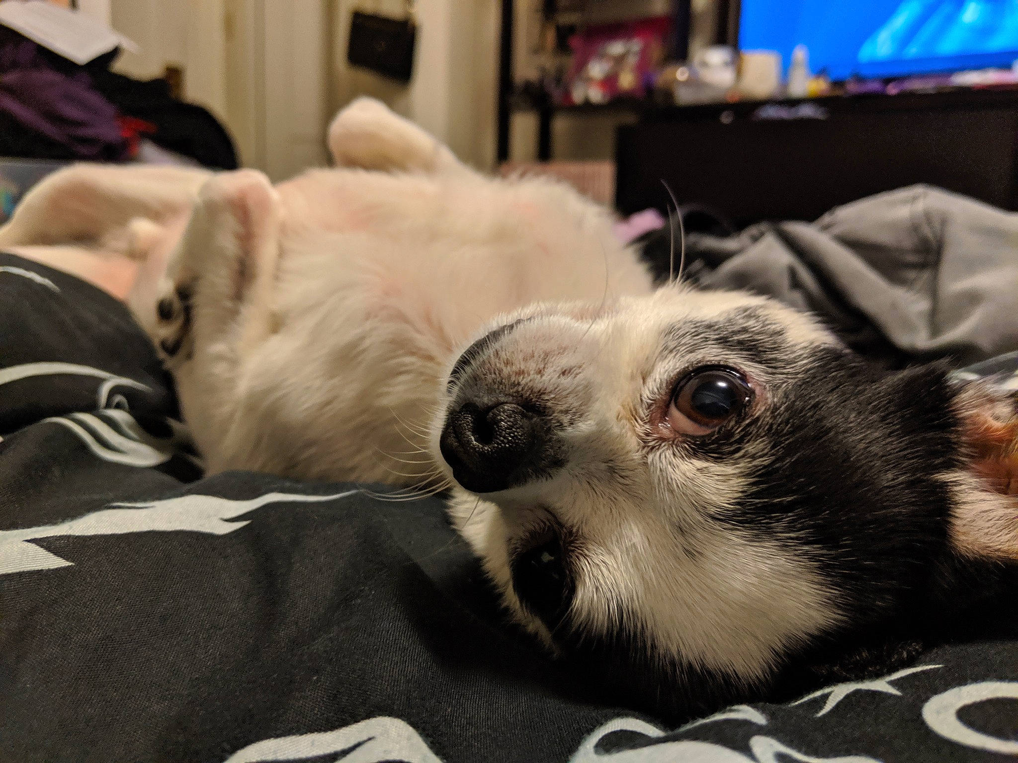 Tristan joined the competition — help win amazing prizes! canidae, carnivore, companion_dog, dog, dog_breed, ear, fur, furniture, mammal, nap, non_sporting_group, nose, paw, puppy, puppy_love, snout, whiskers