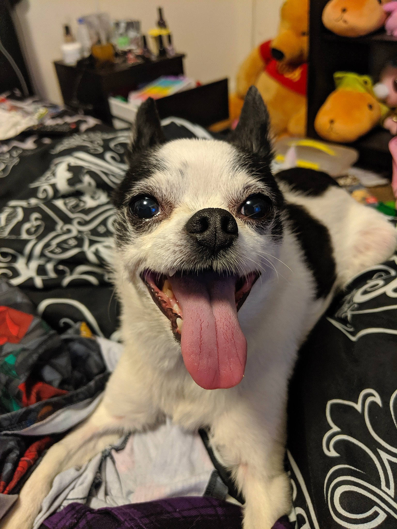 Tristan joined the competition — help win amazing prizes! boston_terrier, canidae, carnivore, chihuahua, companion_dog, dog, dog_breed, ear, fawn, mammal, non_sporting_group, puppy, rare_breed_dog, snapshot, snout, toy_dog, vertebrate, whiskers