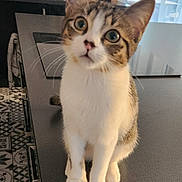 Aslan participe au concours pour gagner de l'argent avec cette photo : cat, kitten, animal, pet, portrait, sitting, indoors, table, furniture, white_fur, tabby, blue_eyes, green_eyes, pointed_ears, whiskers, wide_eyed, head_tilt, home, window, floor