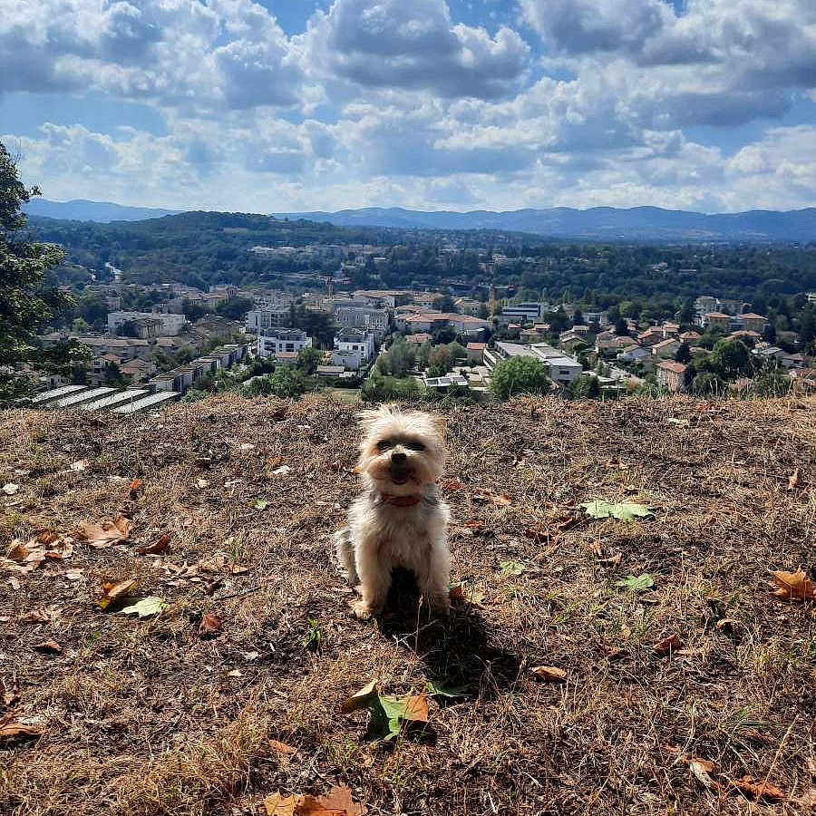 Simba participe au concours pour gagner de l'argent avec cette photo : animal, canine, cloud, dog, face, grass, head, horizon, land, nature, outdoors, pet, plant, puppy, scenery, sky, soil, tree, vegetation, woodland