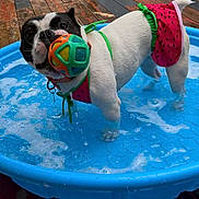Amara is registered to the contest to win money with this photo: dog, watermelon_outfit, ball, kiddie_pool, water, playing, pet, outdoor, wooden_deck, colorful, summer, cute, animal, canine, small_pool, toy, fun, wet, splash, pet_accessory