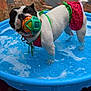 dog, watermelon_outfit, ball, kiddie_pool, water, playing, pet, outdoor, wooden_deck, colorful, summer, cute, animal, canine, small_pool, toy, fun, wet, splash, pet_accessory